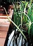 jp3 - hybridhaus - wasserbecken in der abendterrasse