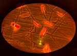 2006-06-18_001_6